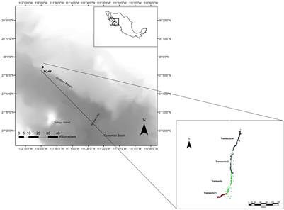 ROV’s Video Recordings as a Tool to Estimate Variation in Megabenthic Epifauna Diversity and Community Composition in the Guaymas Basin